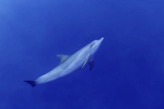 A solitary Bottlenose Dolphin (Tursiops truncatus) glides through a serene blue ocean, displaying