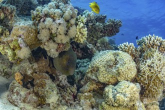 A giant moray (Gymnothorax javanicus) and a Damselfish navigate through colorful coral reefs,