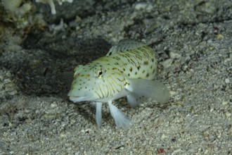 A speckled sandperch (Parapercis hexophtalma) resting on a sandy ocean bottom, exhibiting vibrant