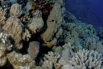 A giant moray (Gymnothorax javanicus) peeks out from its hiding spot among a diverse and colorful