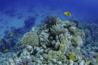 A vivid underwater landscape showcasing a healthy coral reef bustling with marine life including