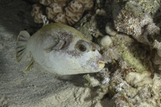 Detailed close-up of an Immaculate Pufferfish (Arothron immaculatus) swimming near coral in its
