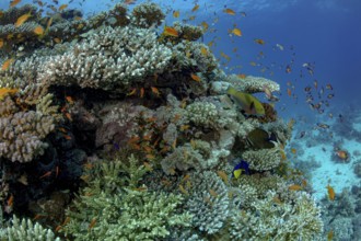 A bustling underwater community demonstrates biodiversity on a coral reef, with various fish