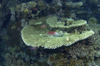 A Sea Goldie (Pseudanthias squamipinnis) gracefully swims in its natural habitat among branching