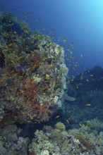 A bustling underwater scene showing diverse marine life including the Sea Goldie (Pseudanthias