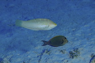A Variegated Wrasse (Coris variegata) beside a Brown Surgeonfish (Acanthurus nigrofuscus) swim