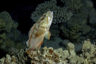 Blacktip Grouper (Epinephelus fasciatus) showcasing its striking striped fins, swimming gracefully
