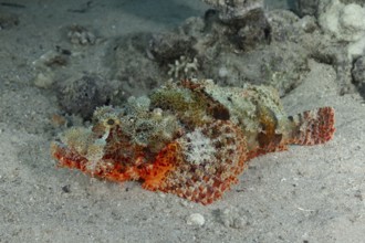 A Devil Scorpionfish (Scorpaenopsis oxycephala) expertly blends with the sandy ocean bottom,