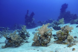 A rich underwater scene featuring a sandy bottom flanked by vibrant coral formations and black,