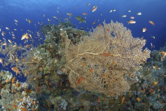 A bustling coral reef with various fish species swimming among intricate corals, showcasing a rich