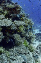 A rich, colorful coral reef bustling with marine life, including various species of fish and coral