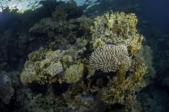 A vivid underwater scene showcasing various coral formations inhabited by small reef fish,