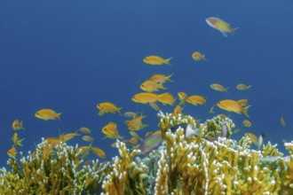 A vibrant underwater scene of Sea Goldie (Pseudanthias squamipinnis) fish schooling near coral in
