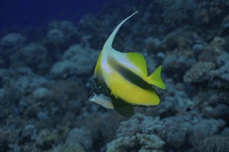 A vividly colored Red Sea Bannerfish (Heniochus intermedius) gracefully swimming in the expansive