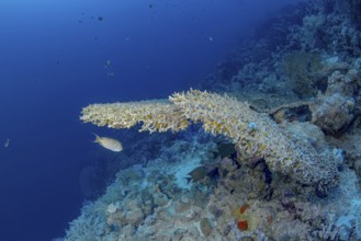 A Schooling Swallowtail Angelfish (Genicanthus caudovittatus) swims gracefully by a lush coral reef