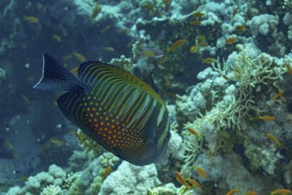 A colorful Desjardin's Sailfin Tang (Zebrasoma desjardinii) glides gracefully among vibrant coral