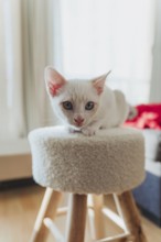 A delightful white kitten with blue eyes relaxes on a cozy wooden stool, basking in the warm light