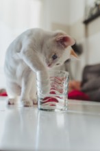 A playful white cat with blue eyes is seen curiously dipping its paw into a glass of water on a