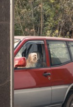 A curious dog peers out of the window of a red parked car, surrounded by a lush, natural backdrop