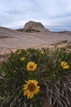 Vibrant Geraea canescens, or desert sunflowers, bloom at the base of unique sandstone formations in