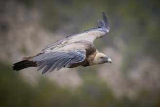 A Griffon Vulture soars majestically over the landscape of Alicante, Spain This mid-flight