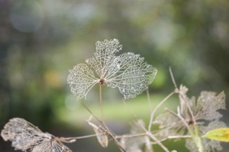 Close up of intricate, dried skeleton leaves with fine veins against a softly blurred green