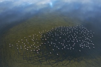 Aerial image showcases a large flock of Greater Flamingos at Toledo Lagoons, Spain. The serene,