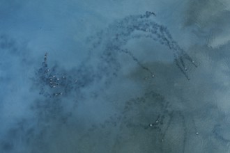 Captivating aerial view of mallard ducks over the tranquil waters of Toledo Lagoons, Spain. Nature