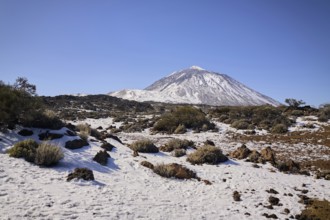 Teide covered mountain peak rises over a rugged landscape. Sparse vegetation and rocks dot the