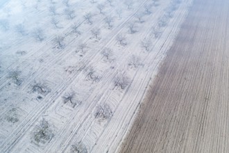 Aerial shot of an orchard near a lagoon in Toledo, Spain, with barren trees and parallel lines on