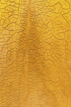 Close-up shot of textured golden mud, showcasing a detailed cracked pattern that creates a natural