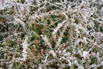 A dense cluster of shrubs features leaves and berries covered in a delicate frost, signaling the