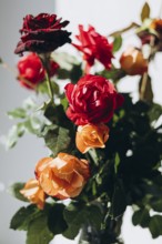 A beautiful bouquet of fresh red and orange roses with green leaves is captured in soft natural