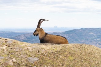 An adult Spanish ibex lounges on a rocky ledge in La Pedriza National Park, Madrid, with a