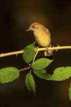 A female olive-crowned greenlet sits delicately on a thorny branch, surrounded by lush green leaves