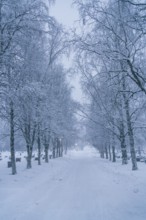 Discover a peaceful winter scene in Swedish Lapland, with snow-laden trees lining a quiet path,