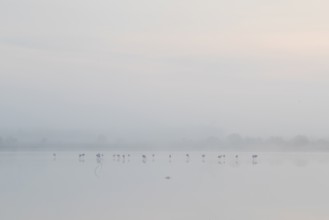 Greater flamingos stand gracefully in the mist at Toledo Lagoons, Spain. The serene morning