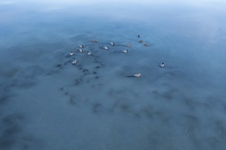 A peaceful view of mallards calmly floating on the clear, blue waters of Toledo Lagoons, Spain,