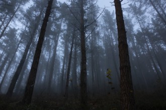 Tall trees stand silent in a misty forest during a cold, foggy evening. The atmosphere is serene