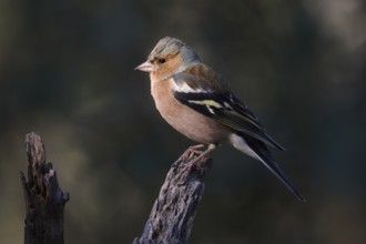 A colorful Common Chaffinch, Fringilla coelebs, with a striking plumage sits gracefully on a branch