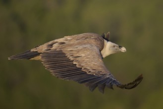 A close-up of a griffon vulture soaring against a soft, green backdrop Its detailed plumage and