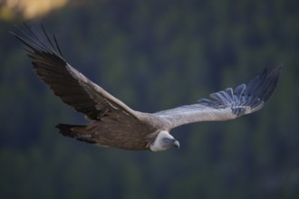 A griffon vulture gracefully soars through the skies of Alicante, Spain This majestic bird, with