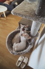 Two playful kittens engage in a friendly tussle inside a cozy home cat bed