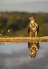 A majestic hawk, showcasing detailed brown and white plumage, perches solemnly above a mirror-like