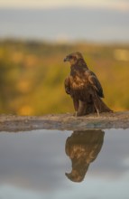 A stunning image capturing a majestic eagle sitting serenely beside the water, with its perfect