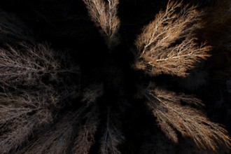 An aerial shot of bare trees during autumn, their sparse branches highlighted against dark