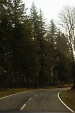 A peaceful road winds through tall evergreen trees in the soft morning light of autumn The serene