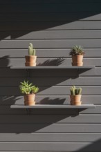 Photo of a minimalist wall display featuring terracotta pots with cactus and succulents on wooden