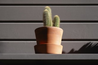 A small cactus in a terracotta pot is illuminated by soft sunlight. It creates a beautiful contrast