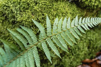 Vibrant green fern leaf against a lush mossy background, showcasing intricate patterns and textures
